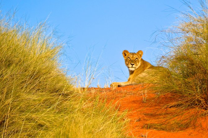 Hluhluwe Imfolozi Safari & St Lucia Boat Safari Day Tour from Durban - Three hours searching for the Big Five