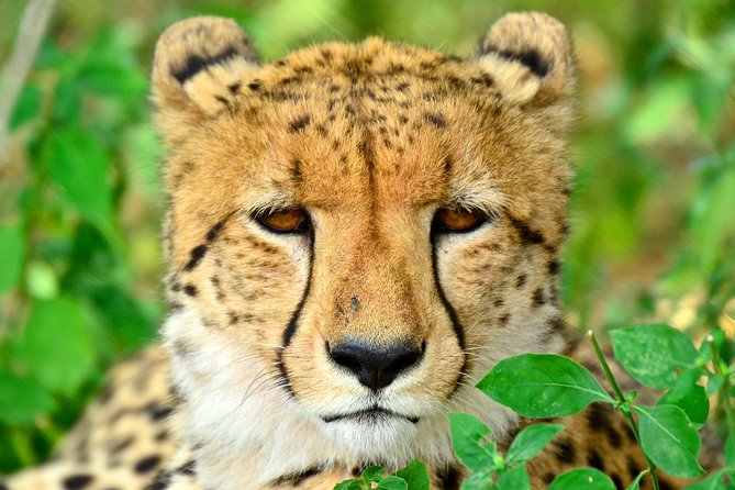 Hluhluwe Safari & Emdoneni Wild Cat Project Day Tour from Durban - Key points to know before booking