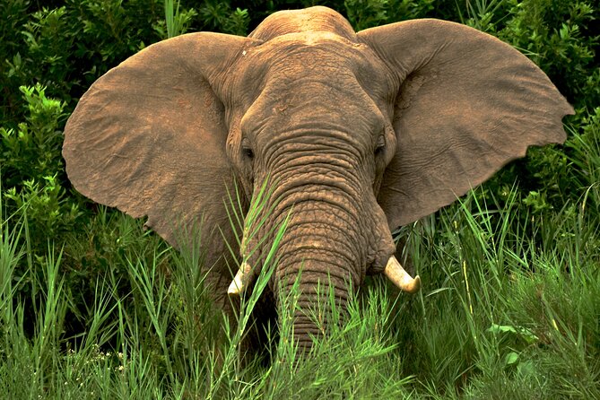 Hluhluwe Safari & Emdoneni Wild Cat Project Day Tour from Durban - Why this Durban wildlife day works
