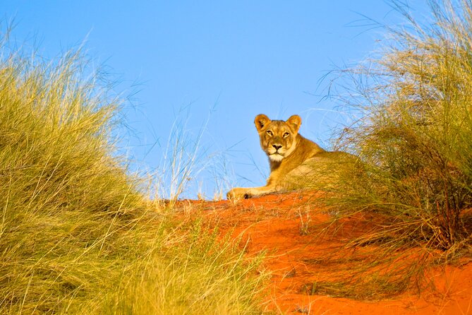 Hluhluwe Safari & Emdoneni Wild Cat Project Day Tour from Durban - Emdoneni Wild Cat Project: a closer look at four species