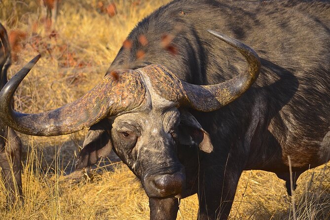 Hluhluwe Safari & Emdoneni Wild Cat Project Day Tour from Durban - How the two stops complement each other