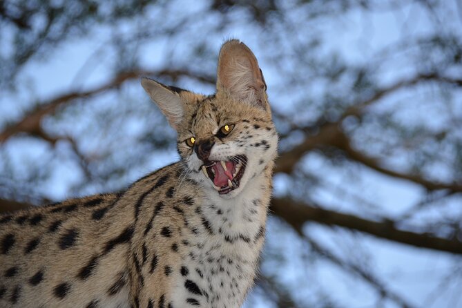 Hluhluwe Safari & Emdoneni Wild Cat Project Day Tour from Durban - Who will get the most from this tour