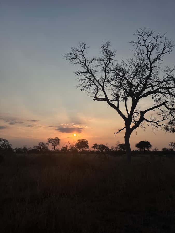 Hoedspruit: Dinner in the Bush & Safari Game Drive - Key points at a glance