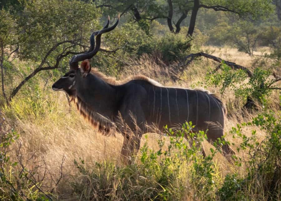 Hoedspruit: Dinner in the Bush & Safari Game Drive - From safari vehicle to bush table