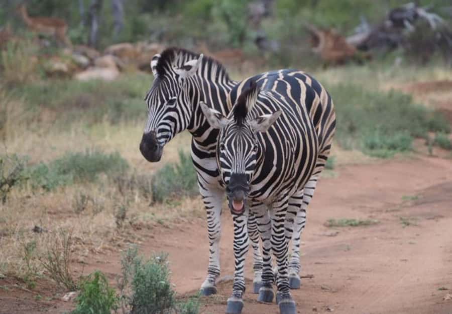 Hoedspruit: Dinner in the Bush & Safari Game Drive - How this compares with a standard safari