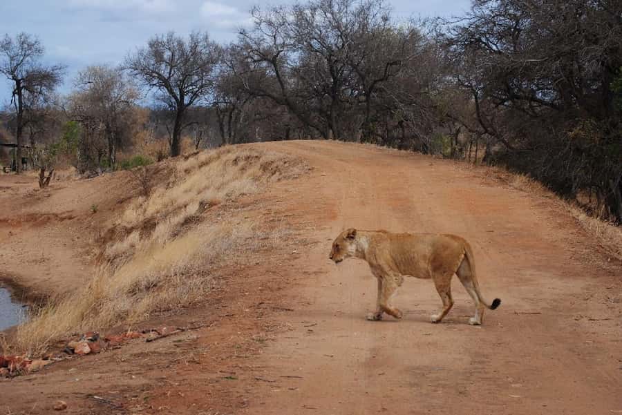 Hoedspruit: Evening Safari In Greater Kruger Private Reserve - Practical details before you reserve
