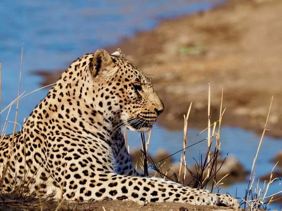 Hoedspruit: Evening Safari In Greater Kruger Private Reserve - A sunset safari with a clear sense of occasion