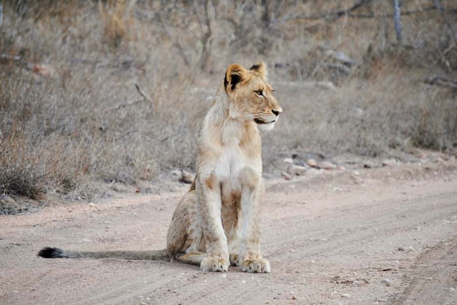 Hoedspruit: Evening Safari In Greater Kruger Private Reserve - Tracking animals in a private reserve
