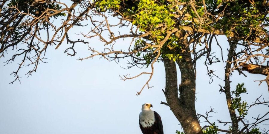 Hoedspruit: Evening Safari In Greater Kruger Private Reserve - Why the changing light improves the drive