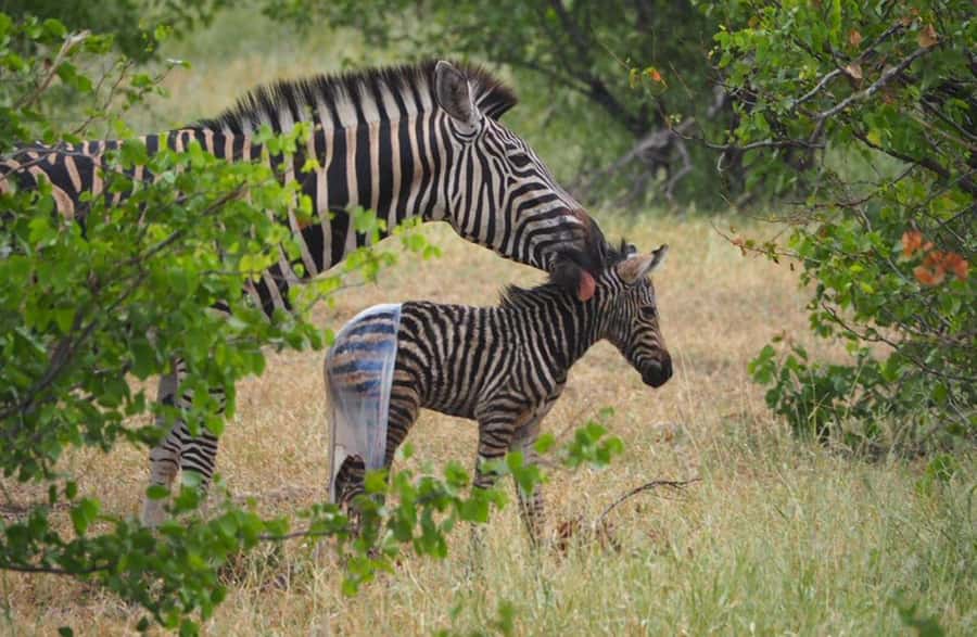 Hoedspruit: Evening Safari In Greater Kruger Private Reserve - The sundowner stop and South African snacks