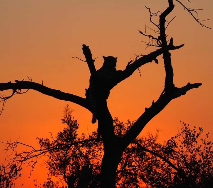 Hoedspruit: Evening Safari In Greater Kruger Private Reserve - What $89 buys you