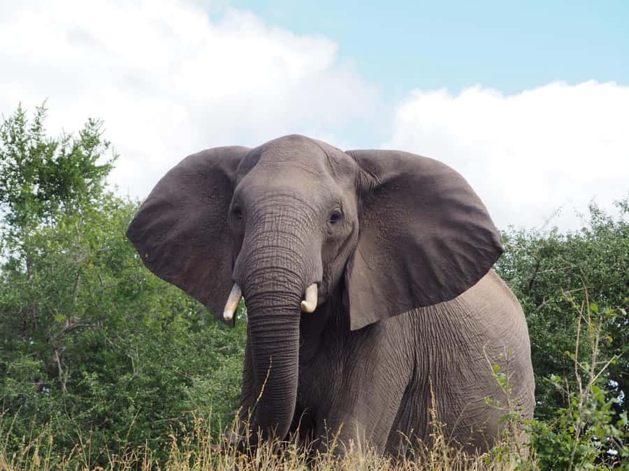 Hoedspruit: Full Day in ICONIC Kruger National Park - Why a full day in Kruger is worth the long start
