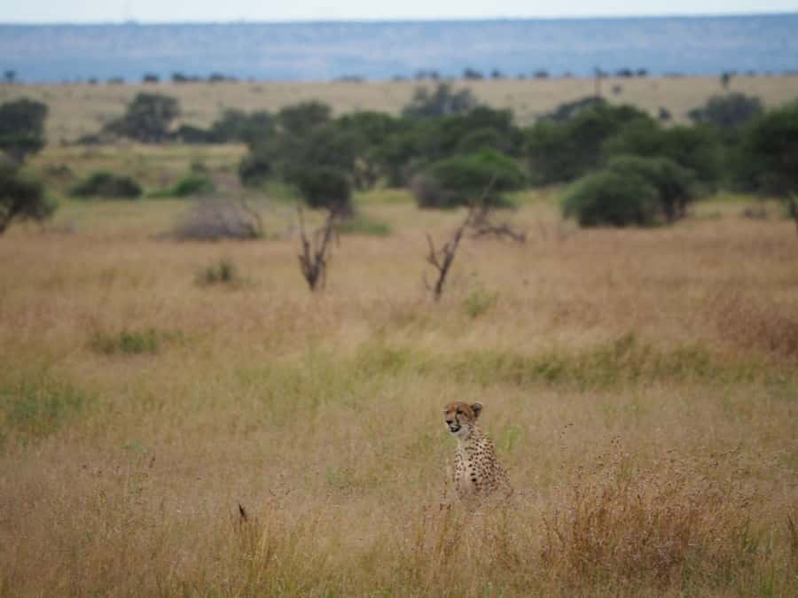 Hoedspruit: Full Day in ICONIC Kruger National Park - Coffee, tea, and rusks in the bush