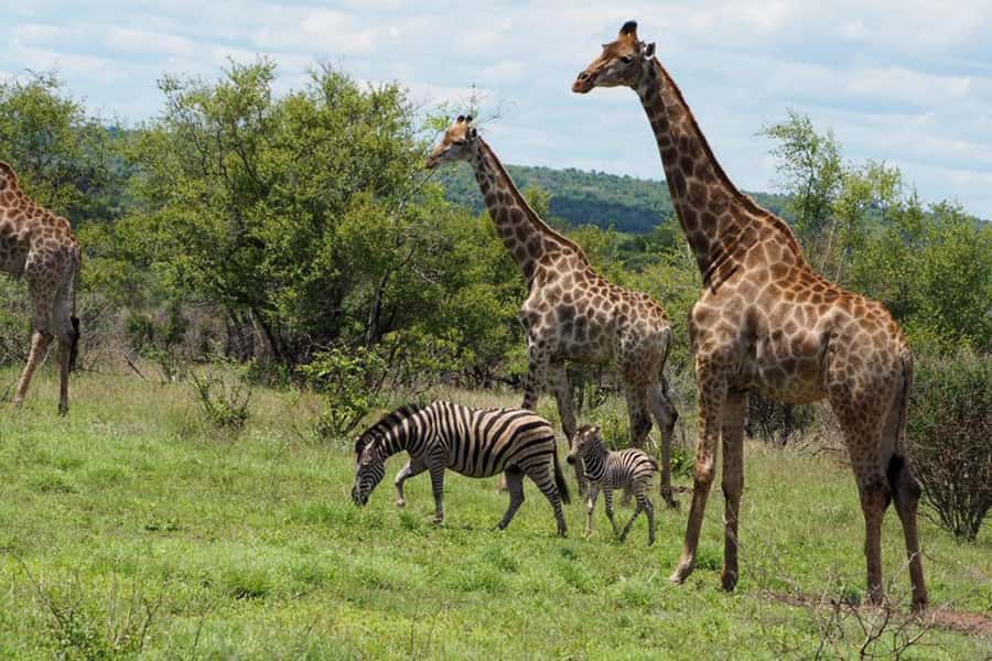 Hoedspruit: Full Day in ICONIC Kruger National Park - Three more hours of wildlife viewing before lunch