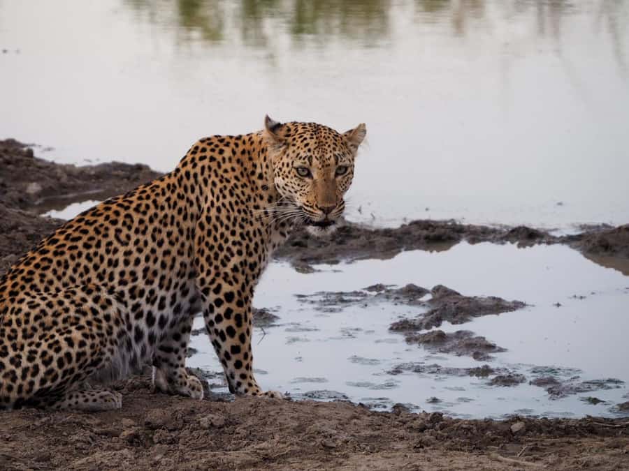 Hoedspruit: Full Day in ICONIC Kruger National Park - Four final hours when the park keeps changing