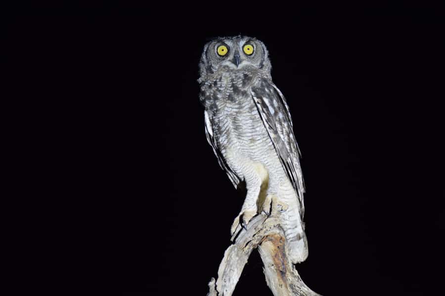Hoedspruit: Full Day in ICONIC Kruger National Park - Returning to Hoedspruit after 13 hours