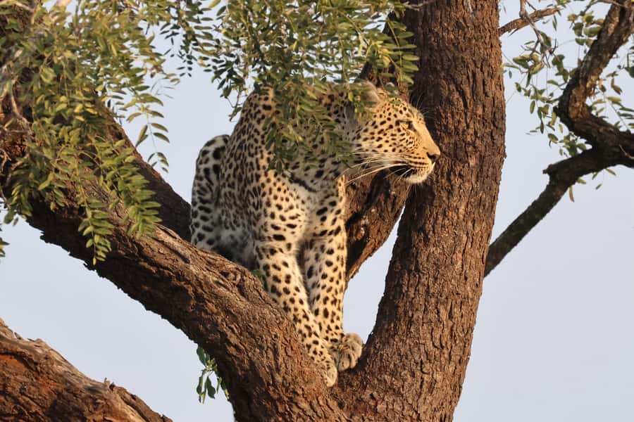 Hoedspruit: Private Kruger National Park Full-Day Safari - Who should book this safari?