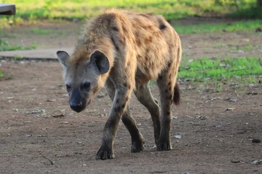 Hoedspruit: Private Kruger National Park Full-Day Safari - A long day in Kruger, from Hoedspruit to sunset