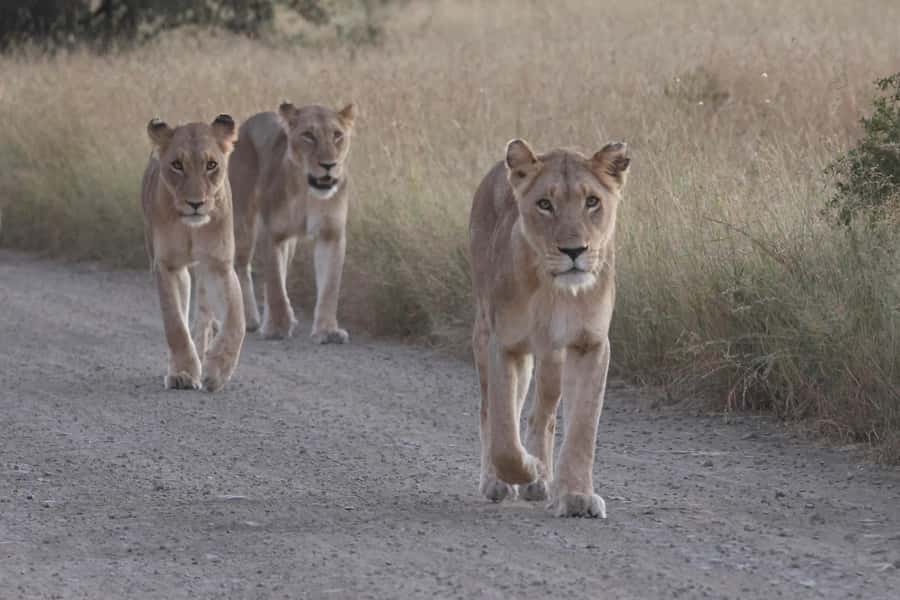 Hoedspruit: Private Kruger National Park Full-Day Safari - The morning drive and first stop
