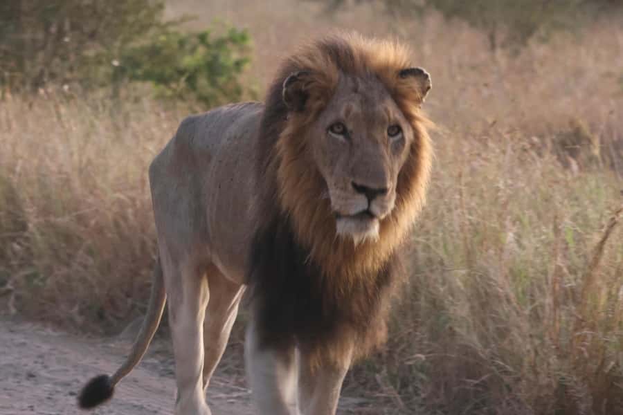Hoedspruit: Private Kruger National Park Full-Day Safari - Searching for the Big Five without false promises