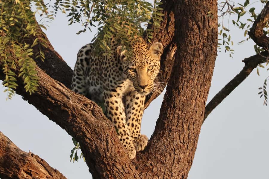 Hoedspruit: Private Kruger National Park Full-Day Safari - The guide makes the difference