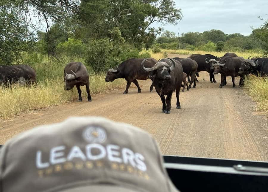 Hoedspruit: Private Kruger National Park Full-Day Safari - Food, water, and the practical cost of the day