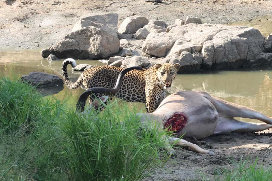 Hoedspruit: Private Kruger National Park Full-Day Safari - Why an open safari vehicle matters