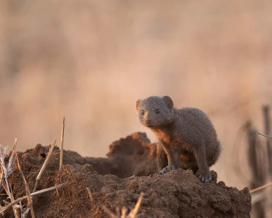 Hoedspruit: Sunrise Safari in Greater Kruger Private Reserve - FAQ