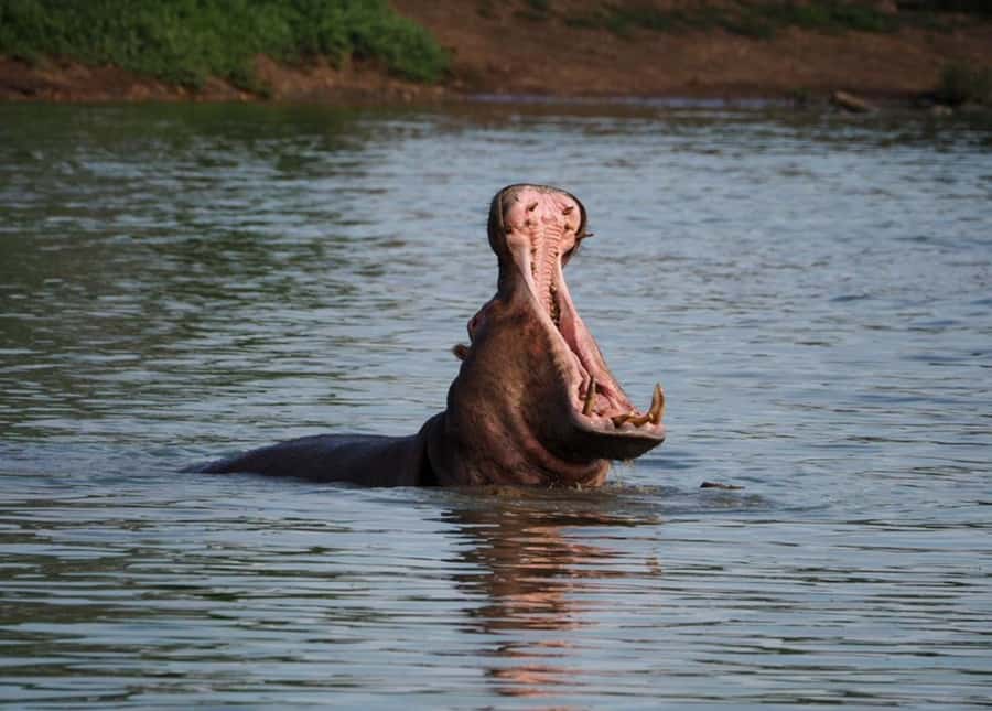 Hoedspruit: Sunrise Safari in Greater Kruger Private Reserve - The first tracks of the morning