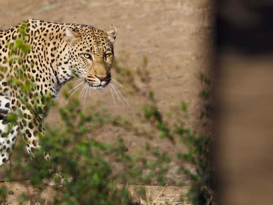 Hoedspruit: Sunrise Safari in Greater Kruger Private Reserve - What the guide adds to the drive