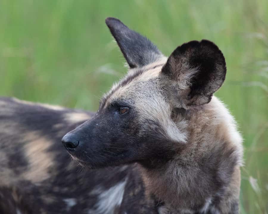 Hoedspruit: Sunrise Safari in Greater Kruger Private Reserve - The coffee stop in the bush