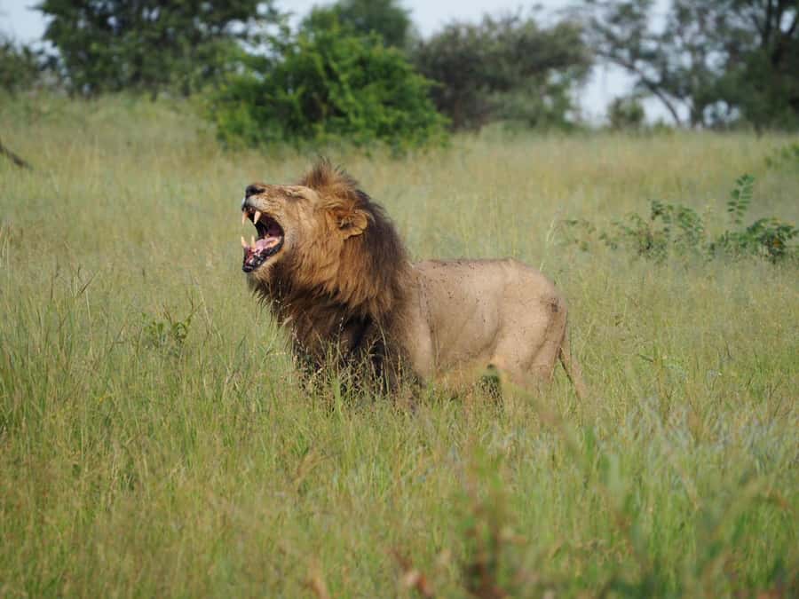 Hoedspruit: Sunrise Safari in Greater Kruger Private Reserve - Who will enjoy this safari most