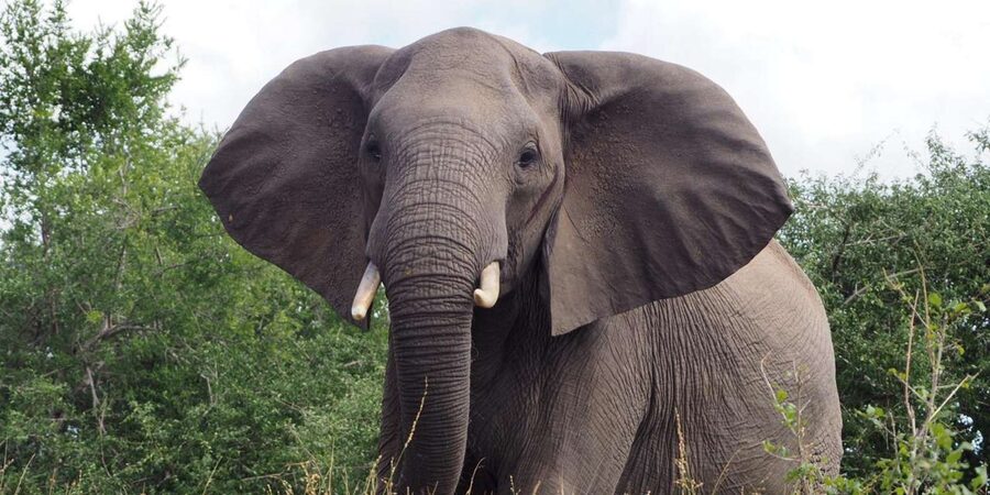 Hoedspruit: Sunrise Safari in Greater Kruger Private Reserve - Practical details before you book