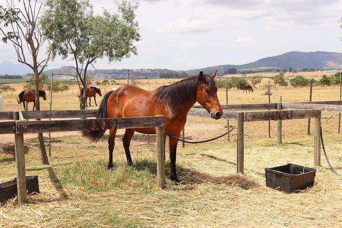 Horse Riding Wildlife Safari - Weather and booking rules that matter