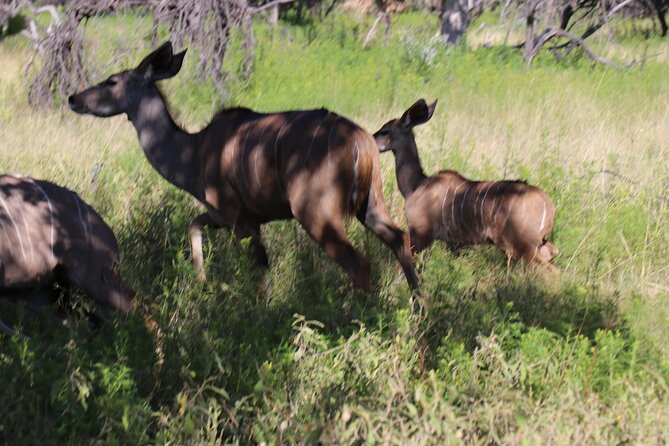 Horseback Safari Adventure in Hartbeespoort from Johannesburg - Why this horseback safari feels different from a game drive