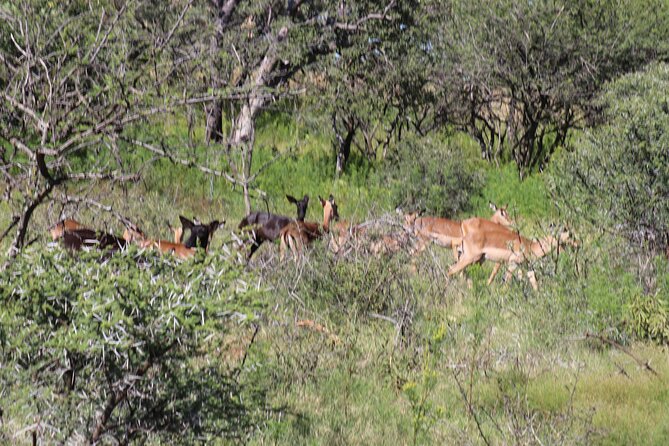 Horseback Safari Adventure in Hartbeespoort from Johannesburg - Animals you may see from the saddle
