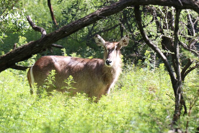 Horseback Safari Adventure in Hartbeespoort from Johannesburg - Guides, photographs, and the human touch