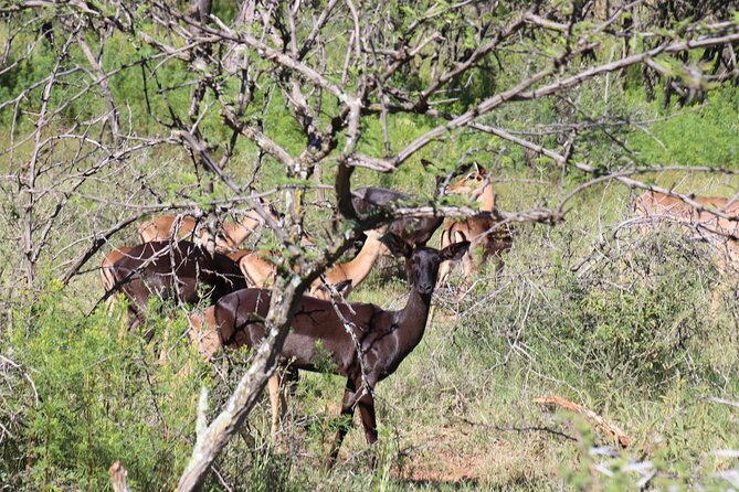 Horseback Safari Adventure in Hartbeespoort from Johannesburg - Is the $112.52 price good value?