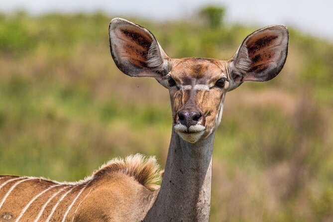 iSimangaliso Sunset Game Drive - Is $36.65 good value?
