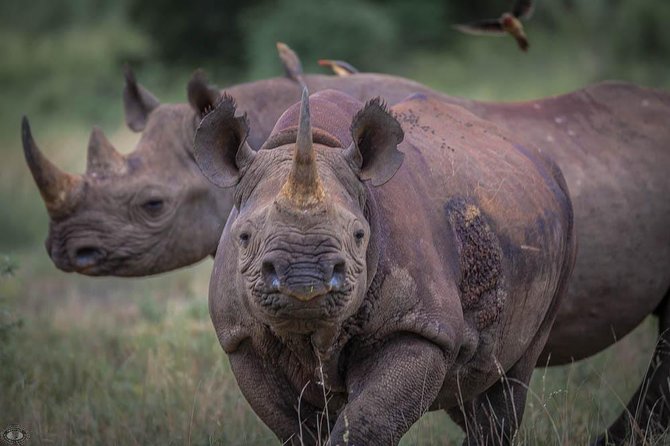 iSimangaliso Wetland Park, Full Day Tour - Game viewing on loop roads and at hides