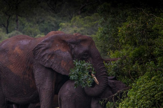 iSimangaliso Wetland Park, Night Drive Safari - Setting out from Heritage House at 8 pm