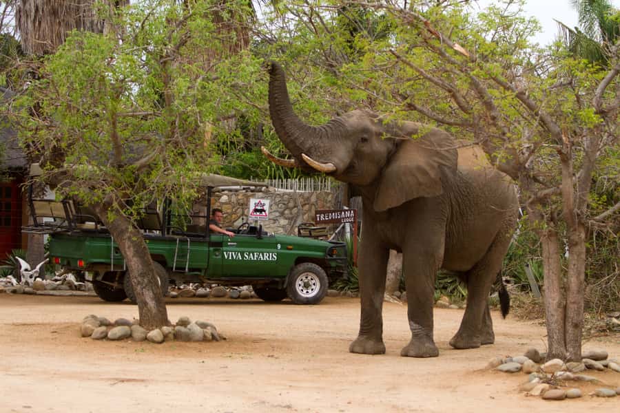 Johannesburg: 3-Day Classic Kruger National Park Safari Tour - Day one: Johannesburg to Tremisana Game Lodge