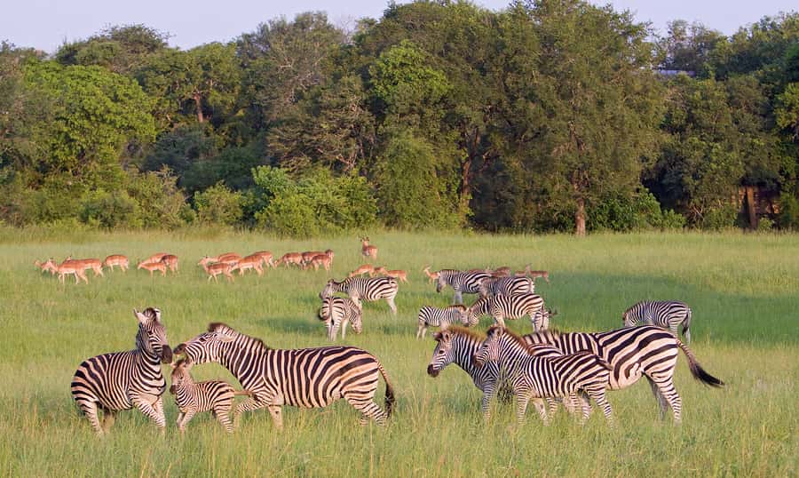 Johannesburg: 3-Day Panorama Tour with Kruger Park Safari - Berlin Falls and the sound of falling water
