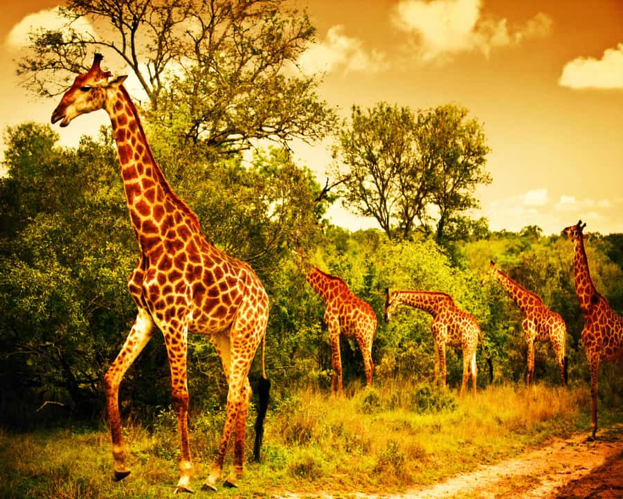 Johannesburg: 3-Day Panorama Tour with Kruger Park Safari - Overnight in Hazyview
