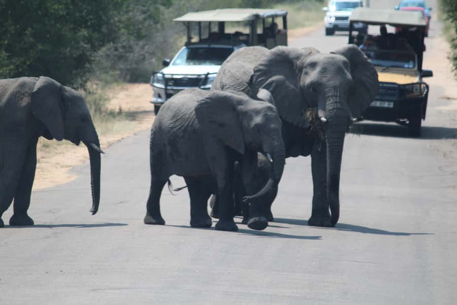 Johannesburg: 3-Day Panorama Tour with Kruger Park Safari - A 5:00 A.M. start in Kruger National Park