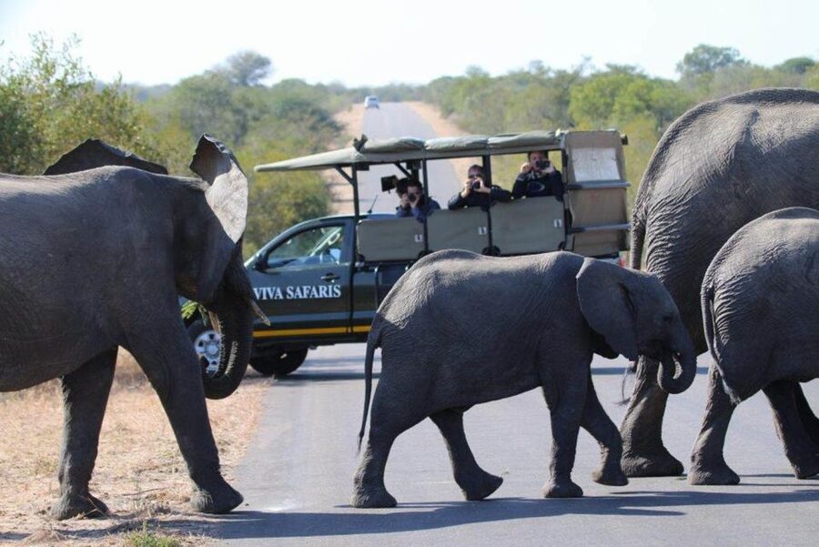 Johannesburg: 4-Day Classic Kruger National Park Safari - Day three: a full day in Kruger National Park