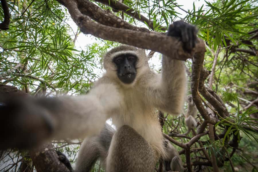 Johannesburg: 4-Day Classic Kruger National Park Safari - Food, rooms, and the comfort level