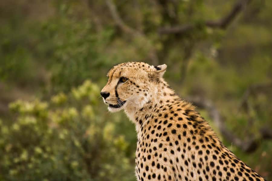 Johannesburg: Affordable 3 Day Kruger Park Safari - What the three days really give you