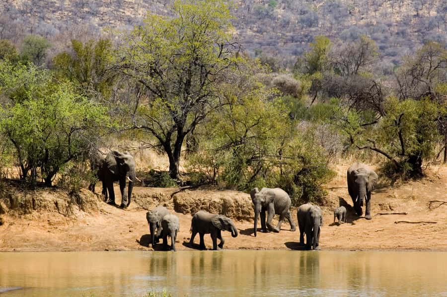 Johannesburg: Full Day Sun City & Pilanesberg Nature Reserve - Key points to know before booking
