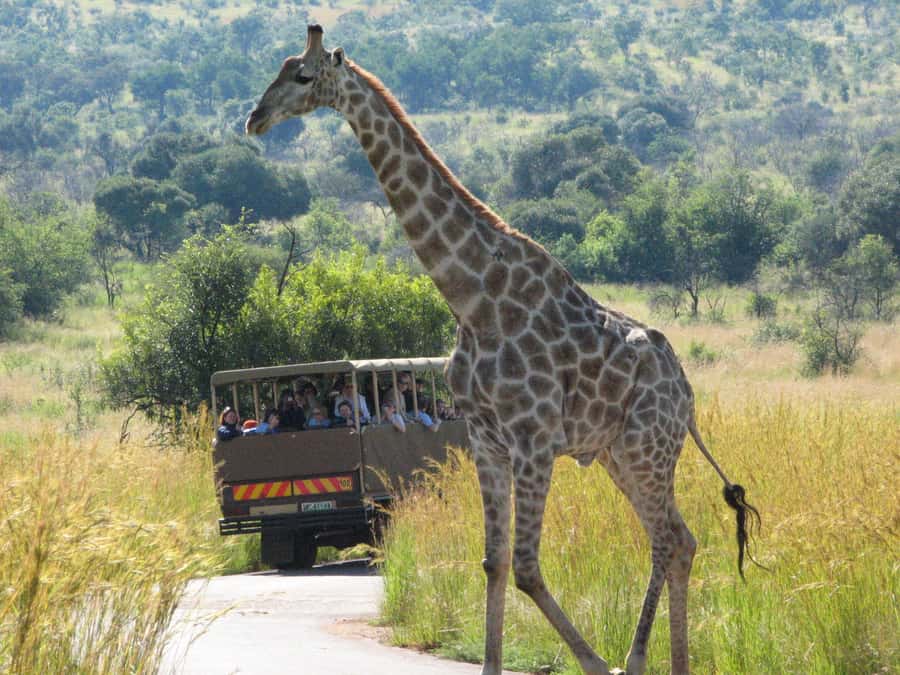 Johannesburg: Full Day Sun City & Pilanesberg Nature Reserve - Leaving Sandton before breakfast